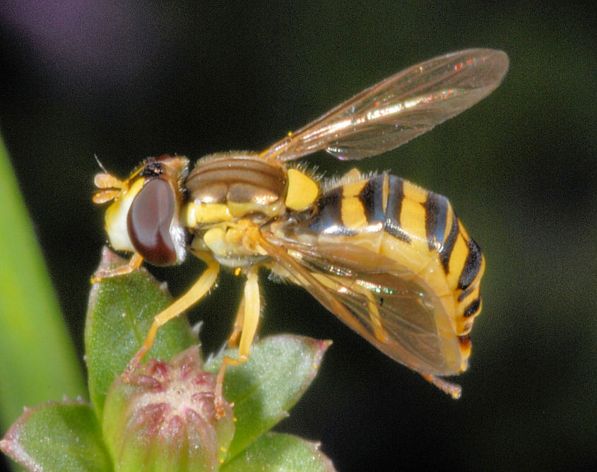 La toeletta